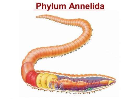 Sistem Ekskresi Pada Cacing Tanah Lengkap BLENDER KITA