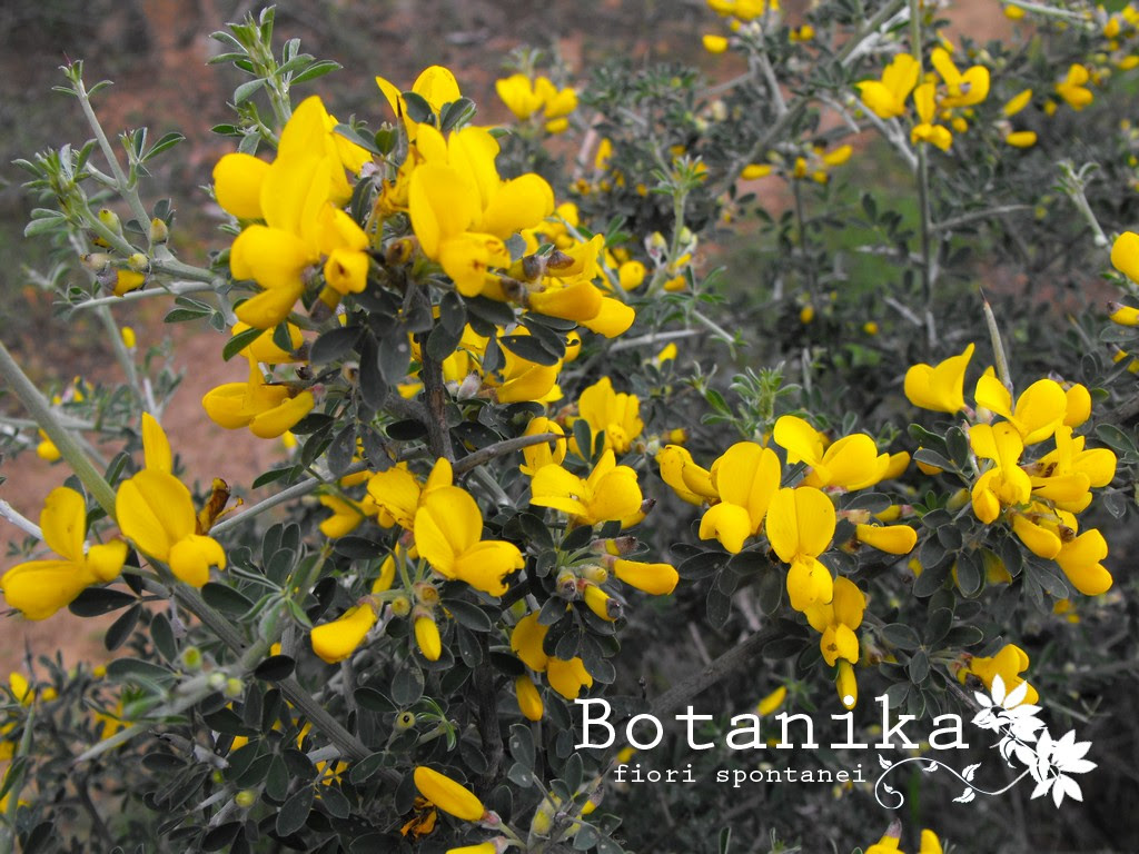 L'euryops è una pianta perenne appartenente alla famiglia delle questa pianta si caratterizza non solo per i splendidi fiori gialli che fioriscono da febbraio fino a settembre. Fiori E Arbusti Della Macchia Mediterranea Calicotome Spinosa L Link