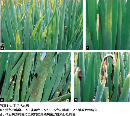Jozpictsifuki ダウンロード済み ネギ さび病 食べられる ネギ さび病 食べられる