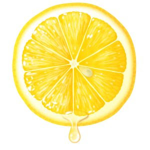 美しい花の画像 最高のオレンジ 断面 イラスト