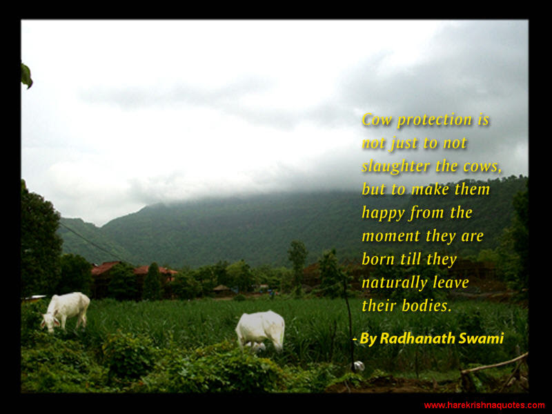 Radhanath Swami on Cow Protection
