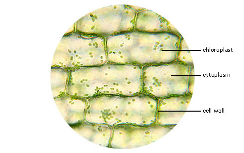 · make an annotated diagram of a cell in dh2o and a cell in salt solution. Plant Cells Normal And Plasmolyzied Biotexan Livejournal