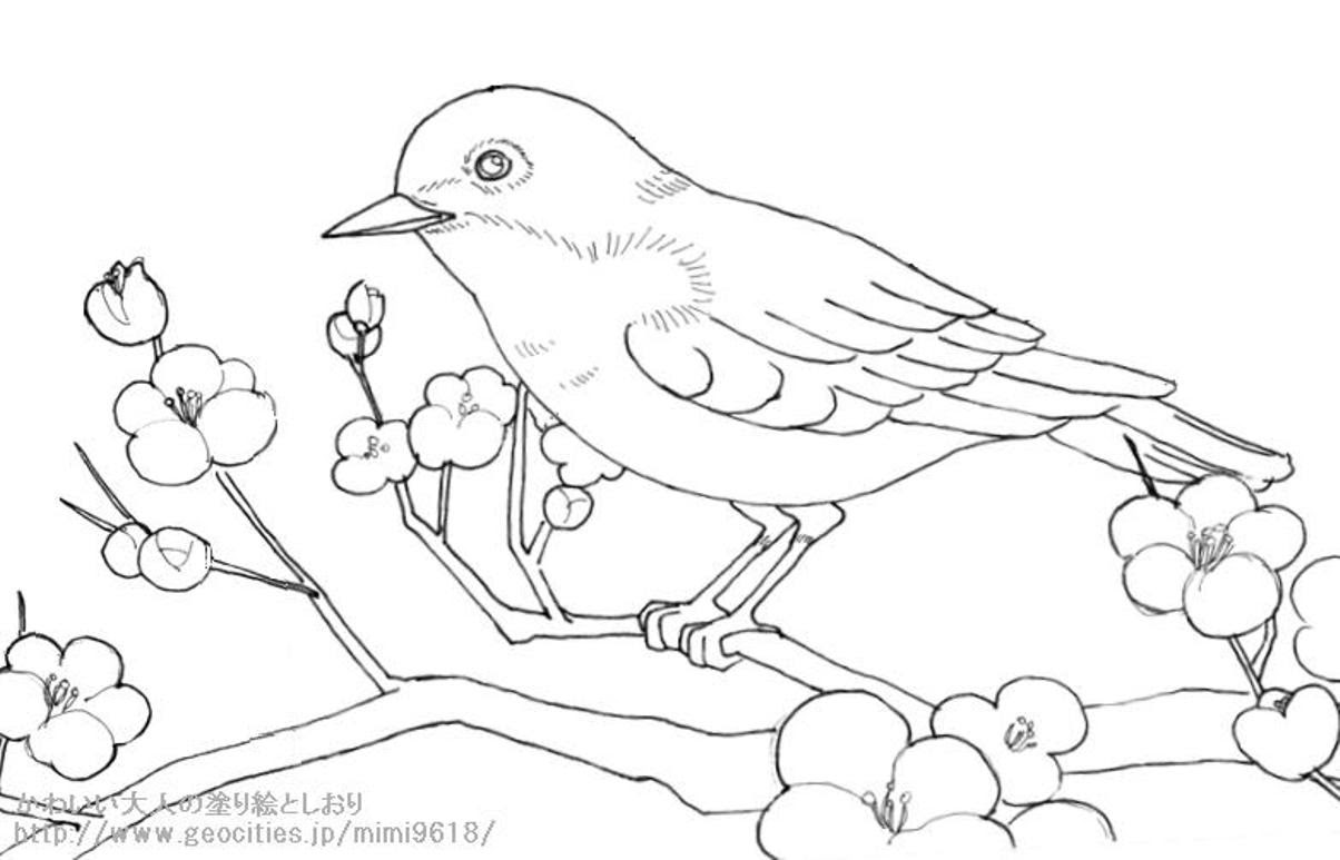 ほとんどのダウンロード 塗り絵 無料 ダウンロード 高齢 者 Nuriemoku
