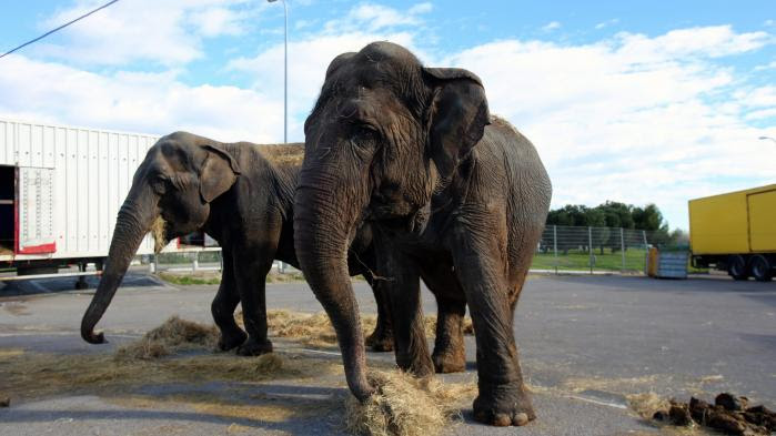 Cirque : faut-il interdire les animaux sauvages en captivité ?