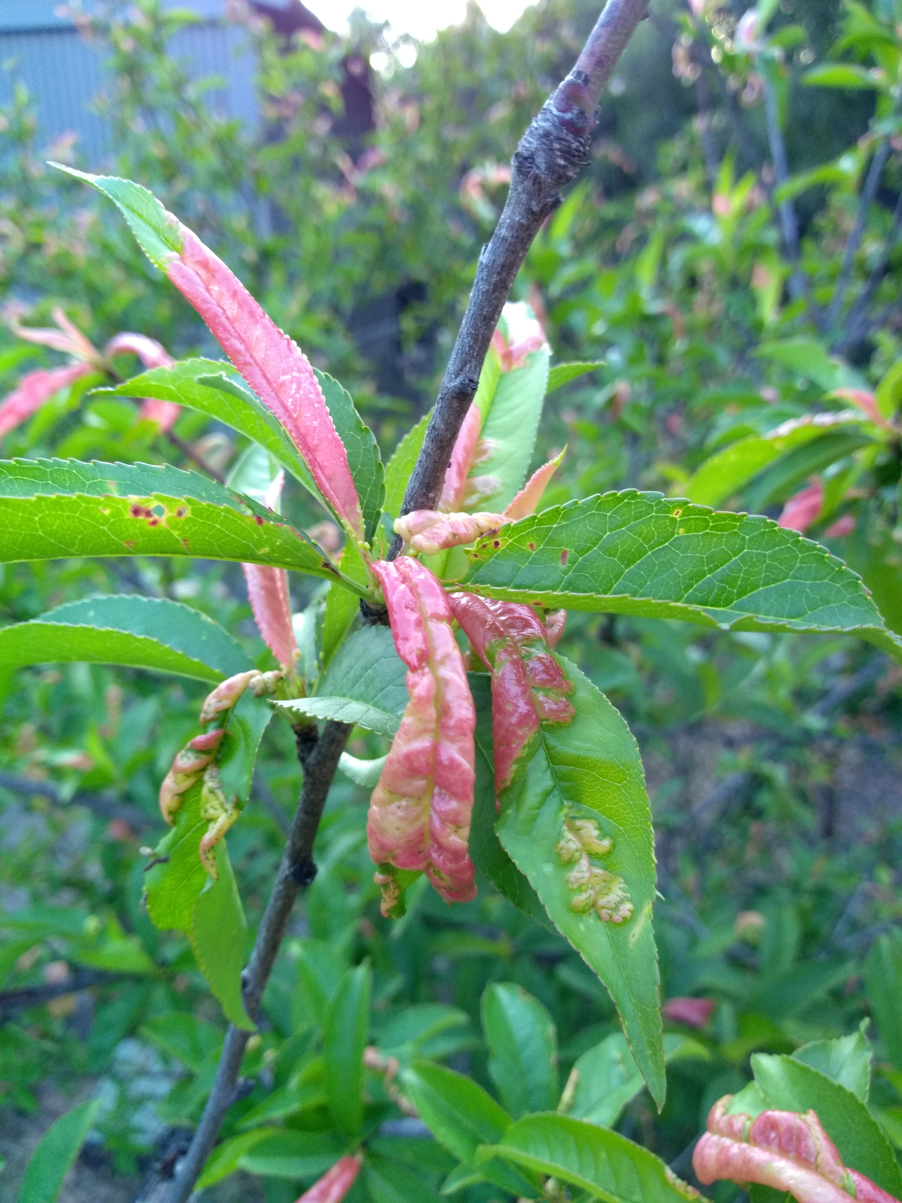 Maybe you would like to learn more about one of these? What Is Wrong With My Peach Tree Uc Cooperative Extension Ventura County Anr Blogs