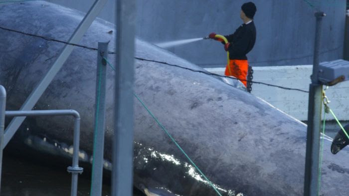 Baleine bleue, Sea Shepherd, Islande