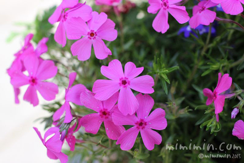 画像 芝 桜花 言葉