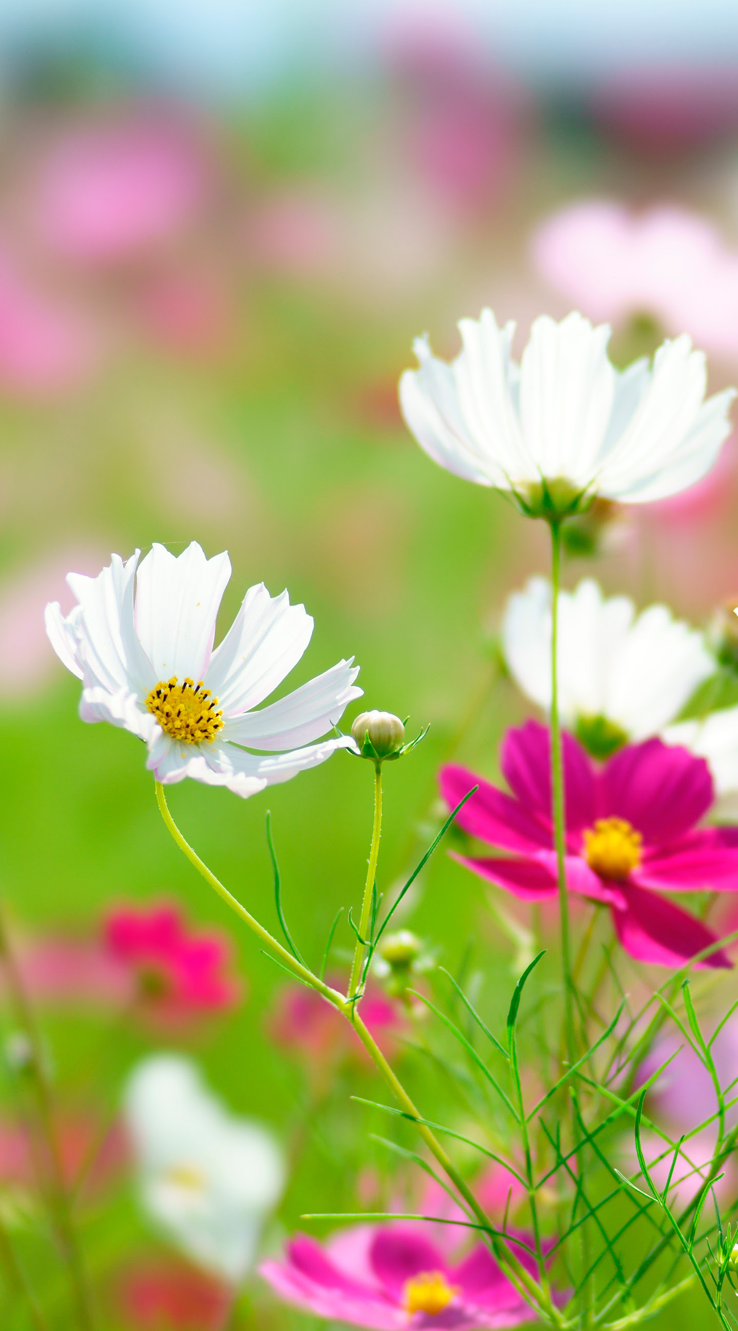 50 素晴らしいコスモス 壁紙 最高の花の画像