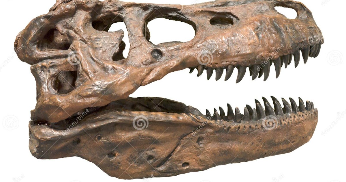 Dinosour Bones 2D : Dinosaur Skeleton | eBay - Of all the ...