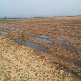 Pueblos Vivos Cuenca denuncia la tramitación de una granja de 2.496 cerdos de cebo entre Huete, Villalba del Rey, Portalrubio de Guadamejud, Tinajas y El Valle de Altomira