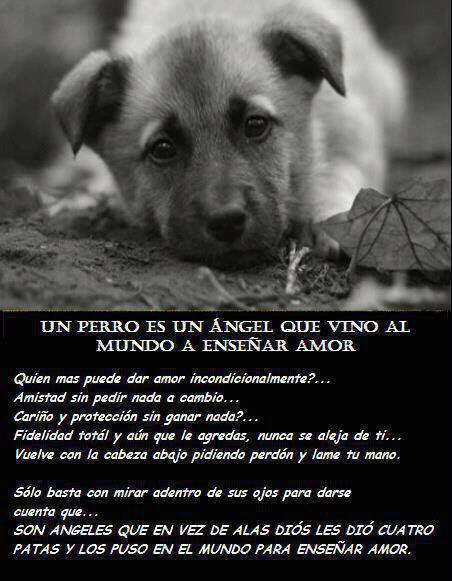 Carta De Despedida Un Perro A Su Amo - Sample Web b