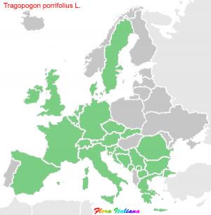Tragopogon porrifolius L.
