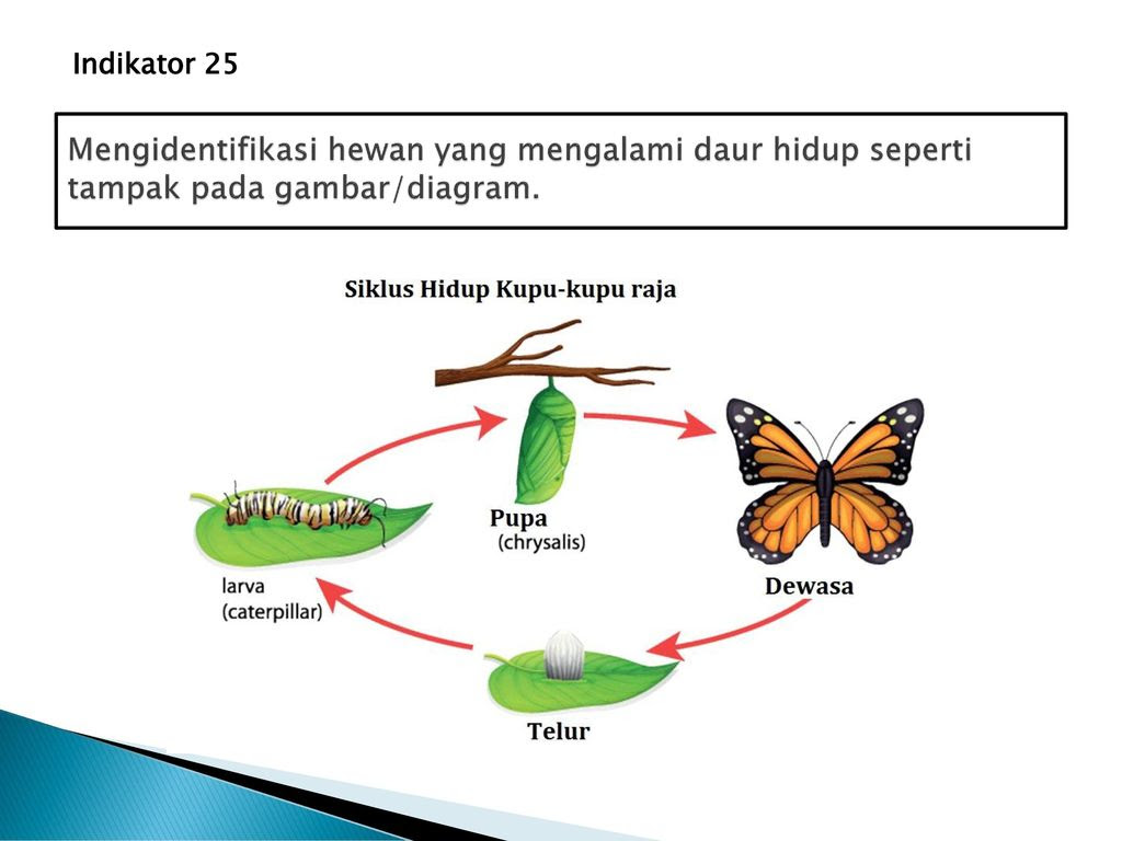 17 Koleksi Terbaru Gambar Daur Hidup Hewan Kelinci