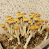 Magic Mushrooms Grow Kit Reddit