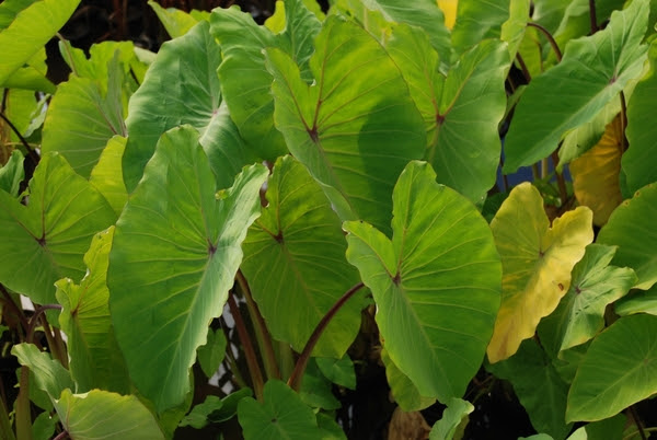 Check spelling or type a new query. Colocasia Esculenta Elena Chartreuse Yellow Taro Gal Pot Shallow Water Plants Potted