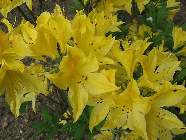 Check spelling or type a new query. Plants Trees And Shrubs With Yellow Flowers Garden Helper Gardening Questions And Answers