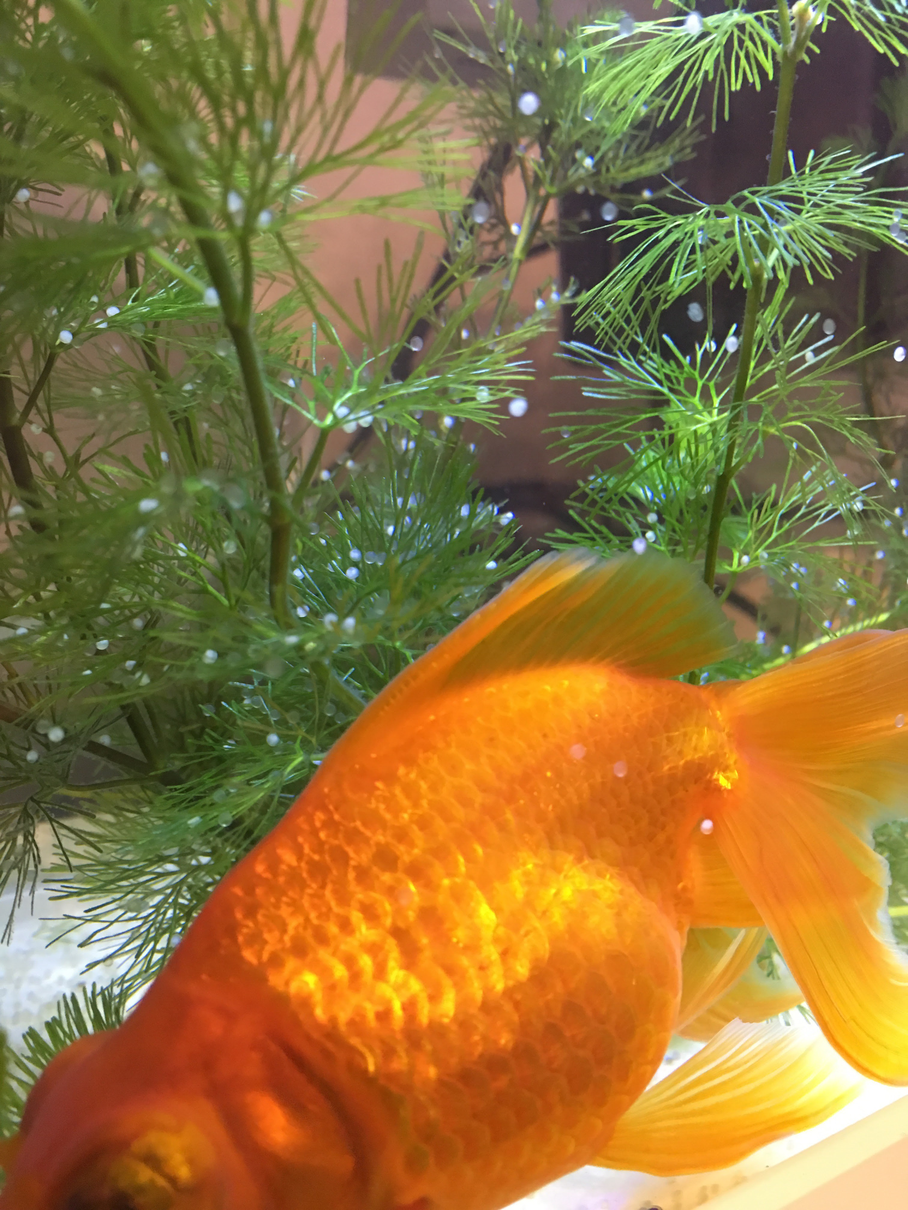 無料ダウンロード 金魚 目 白い 4572 金魚 目 白いもや Tonyaobrienjp