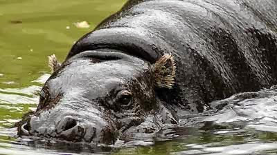 10 Binatang  Langka  yang Masih Diburu  Berita Unik Terbaru 