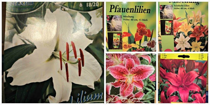Menakjubkan 24 Bunga  Lili Bahasa  Arab  Gambar Bunga  Indah