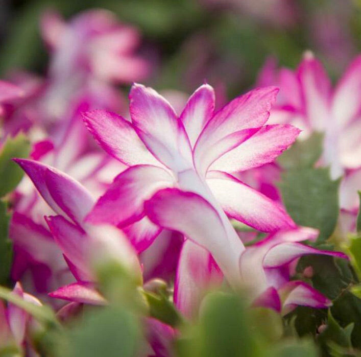 The important thing is that your potting soil drains well. Christmas Cactus Pink Pink And White Christmas Cactus Schlumberger Nick Yorlano