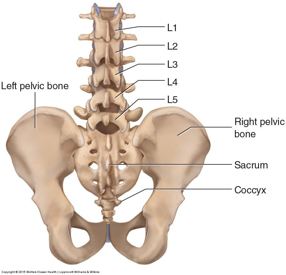 We'll go over its different openings and functions before exploring the conditions that can affect the diaphragm. Bones Of The Lumbar Spine And Pelvis