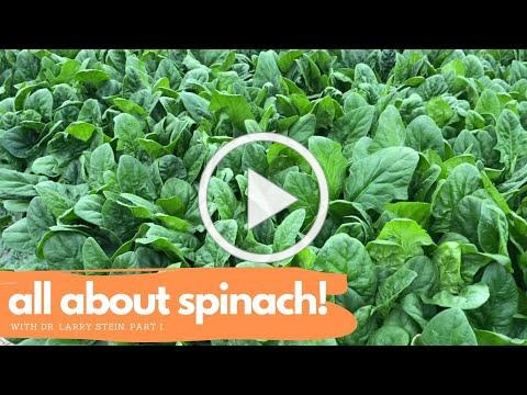 National Spinach Day