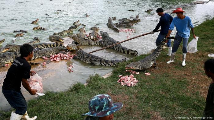 39 Gambar Flora Dan Fauna Di Negara Thailand Tergokil 