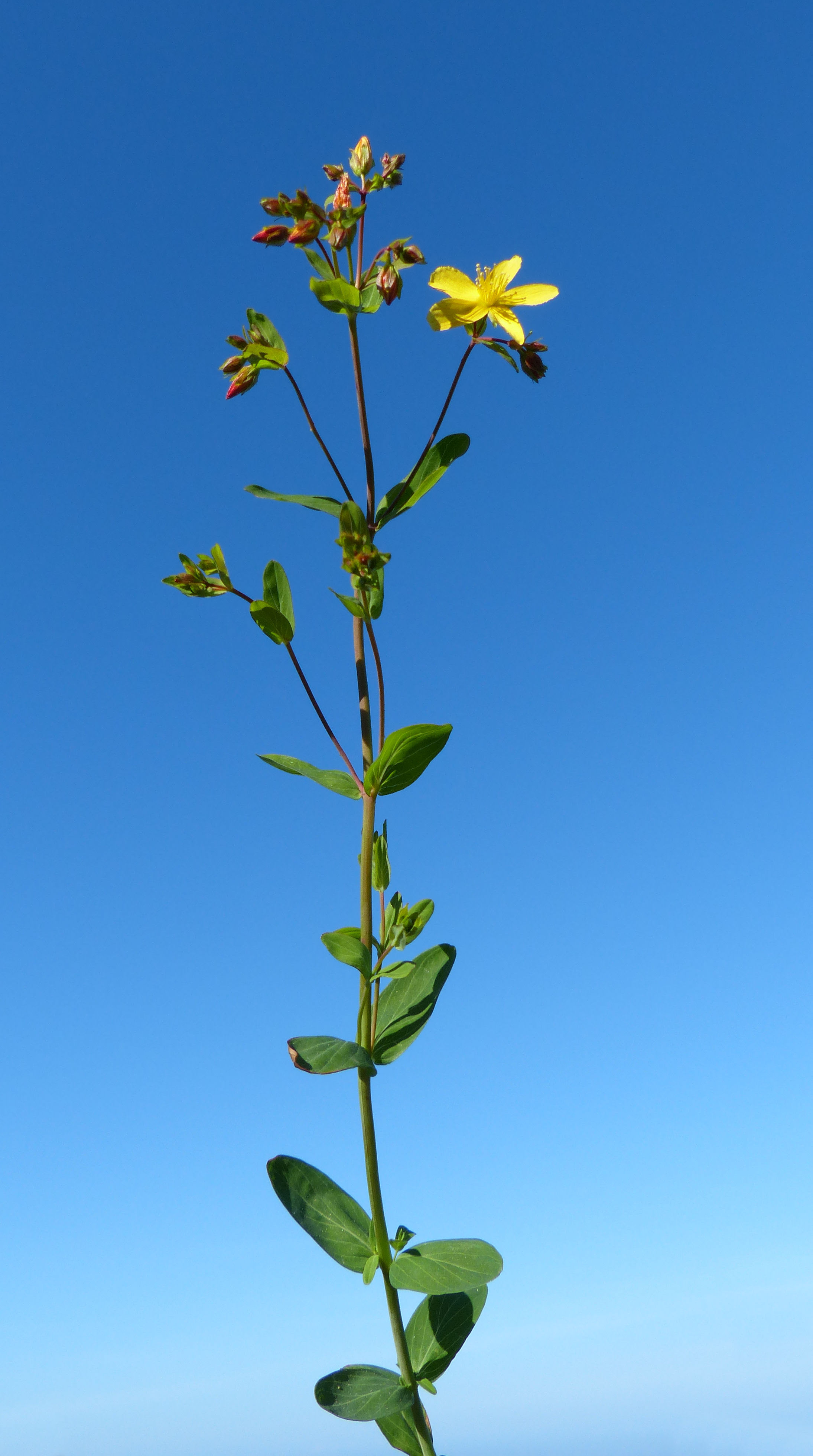 L'iperico è una pianta molto conosciuta per le sue proprietà benefiche ma non tutti sanno che è anche possibile coltivarla con soddisfazione. Hypericum Perfoliatum L Guida Alla Flora Degli Stagni Temporanei Della Sardegna