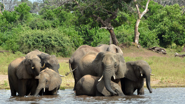 Elephants in the Chobe National Park in Botswana. Eighty-seven elephant carcasses were found in the country, months after it disarmed its anti-poaching unit.