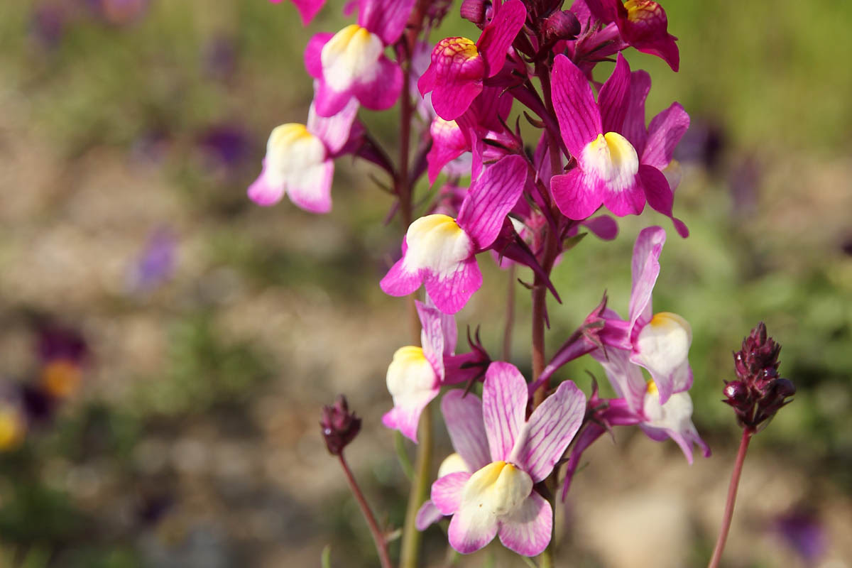 Jozpictsiilsy 最も好ましい リナリア 花言葉 10 リナリア 花言葉 幻想
