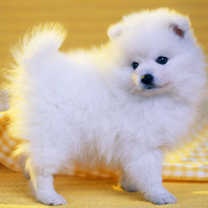すべての美しい花の画像 トップ100白い ふわふわ 犬 名前