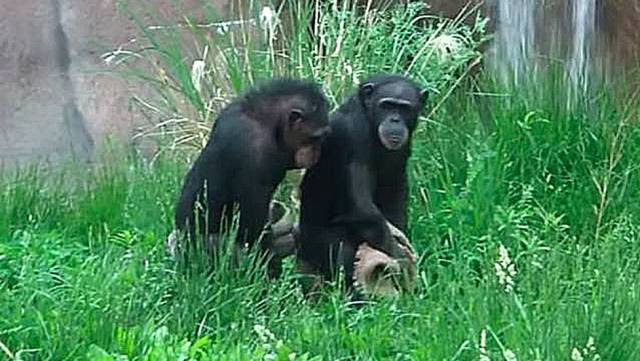 Las Chimp Sisters