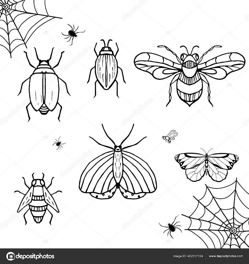 20+ Sketsa Gambar Serangga