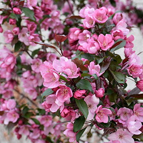 We did not find results for: Gladiator Flowering Crab Malus Durleo In Salt Lake City Utah Ut At Millcreek Gardens