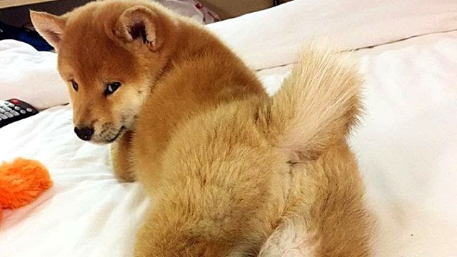 トップ100柴犬 かわいい 写真 無料イラスト集