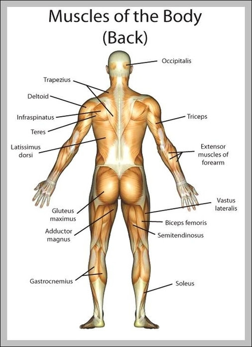 Superficial muscles of the back. Anatomy Of Back Muscles Anatomy System Human Body Anatomy Diagram And Chart Images