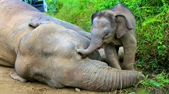 Elefante bebÃ© junto a elefante muerta