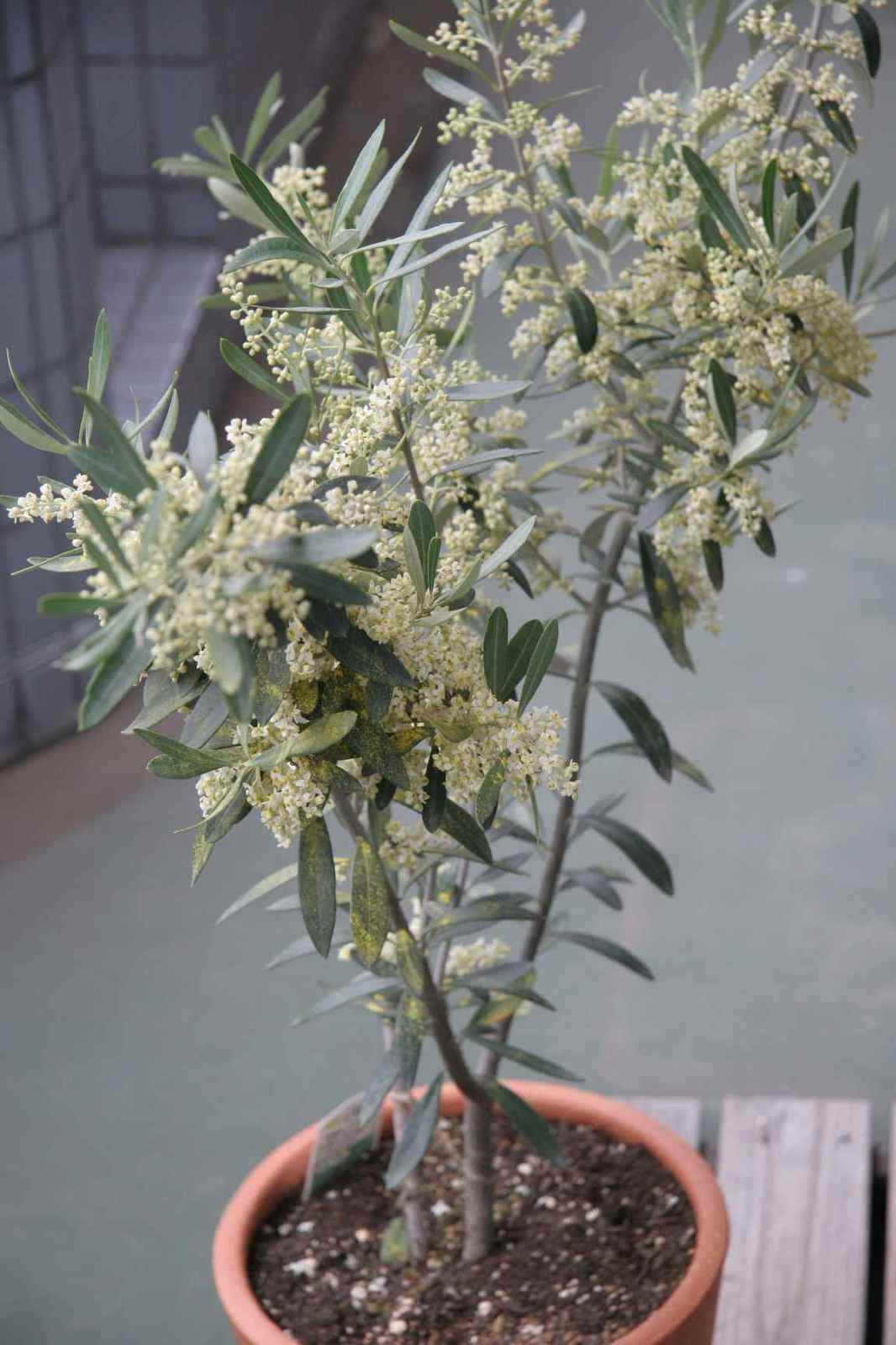 美しい花の画像 最高オリーブ 花