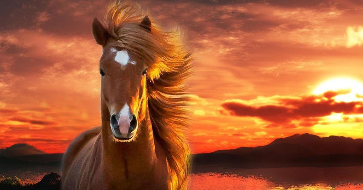 Horse Wallpaper  Hd Yang Bagus  Animal Wallpaper 