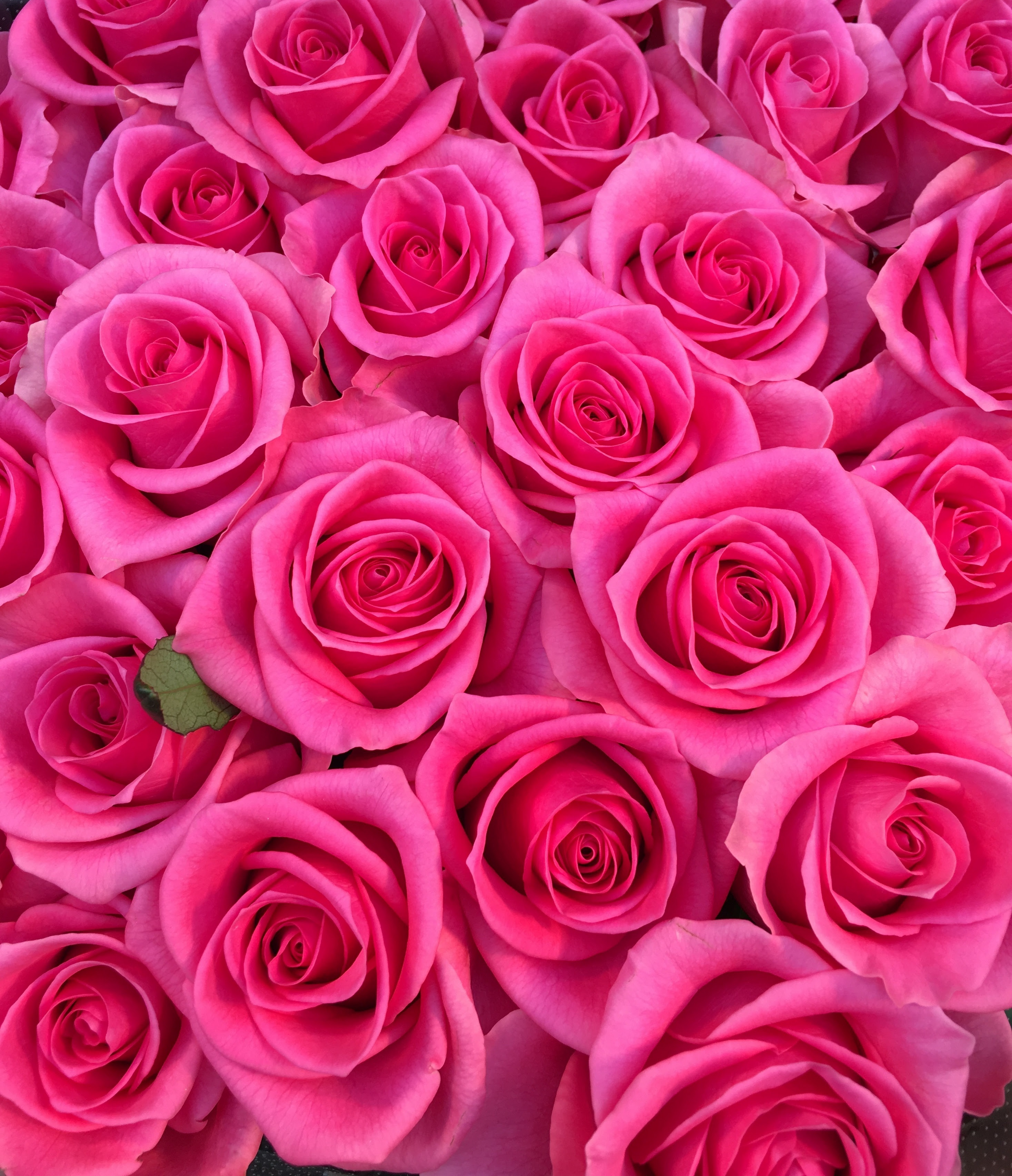 元のピンク の 薔薇 画像 最高の花の画像