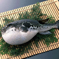 最高ふぐ を 英語 で 最高のぬりえ