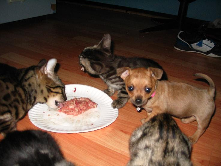 What Do Bengal Cats Eat