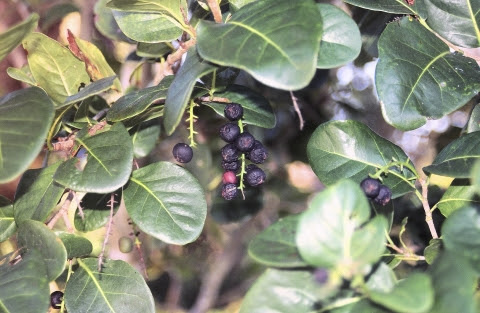 Pigeon Plum Tree Fruit | Fruit Trees