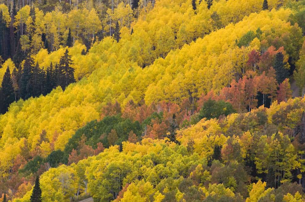 Autumn in Utah, Fall colors from Empire Pass above the Deer Valley Resort in Park City