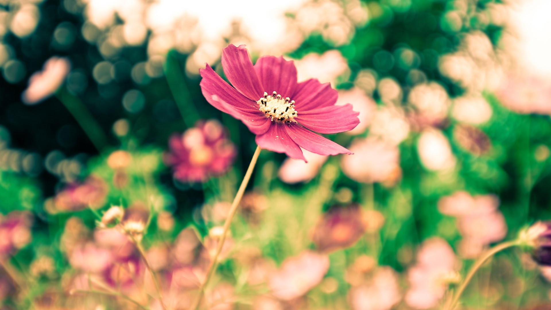 すべての美しい花の画像 ラブリーpc 壁紙 花 おしゃれ