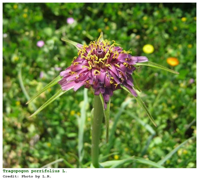 Tragopogon porrifolius L.