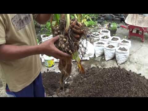 Cara Merawat Tanaman  Kunyit 13 Jamu
