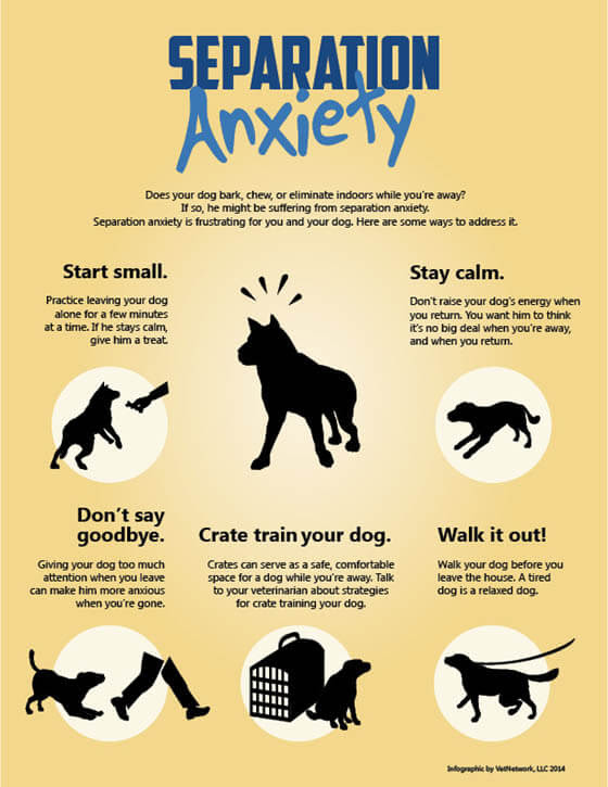 It often happens that a child follows his or her mother. 28 Symptoms Of Dog S Anxiety 14 Real Ways To Ease Your Dog S Anxiety Fear Natural Healthy Working Remedies Solutions How To Remove Dog S Fear Dog Calming Vest Dogica