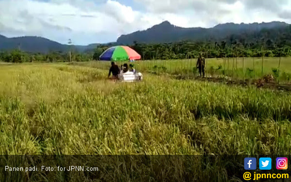 30 Gambar Panen Padi Di Sawah Foto Pemandangan HD