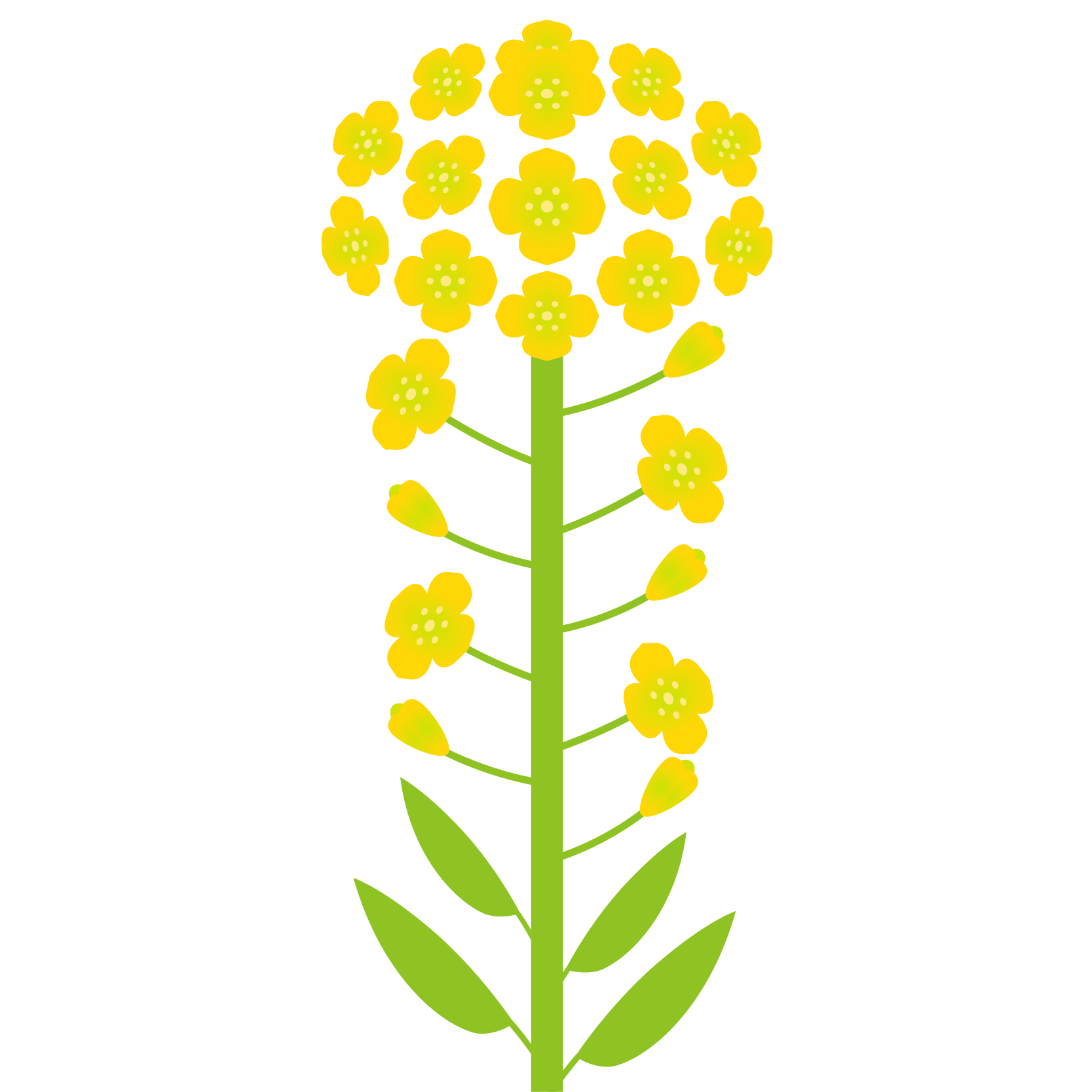 最高のコレクション イラスト 菜の花 イラスト素材 ベクター クリップアート Yukiko